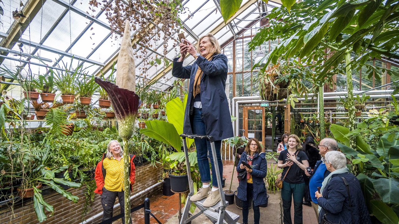 A woman takes pictures of the flowering "penis plant" (Amorphophallus decus-silvae) in the tropical greenhouses of the Leiden Hortus Botanicus on October 22. 