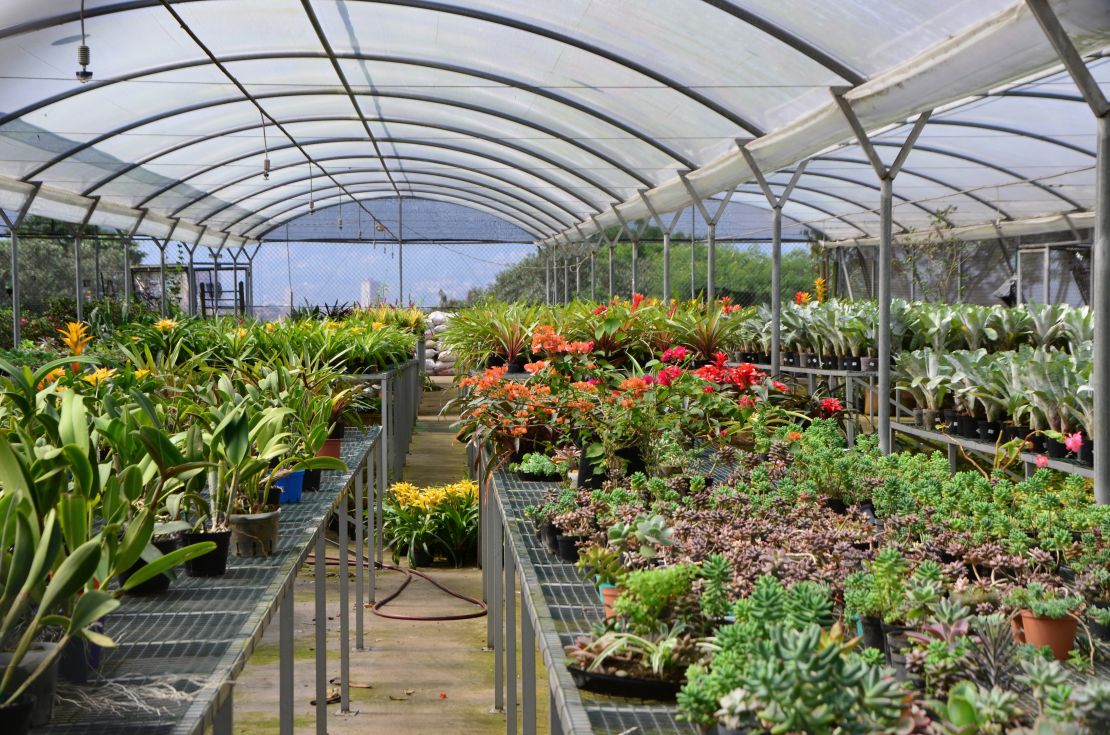 Flowers to sell at fairs across the city are grown in the vast greenhouse at the top of El Morro.
