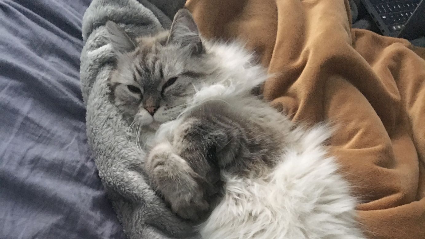 "I may look like an angel, but in the night I have been known to walk or sit on my humans and try to smell their breath. I also enjoy draping my 2-foot-long body across their necks at about 3 a.m." -- Lynx, a 2-year-old Siberian Forest cat. 