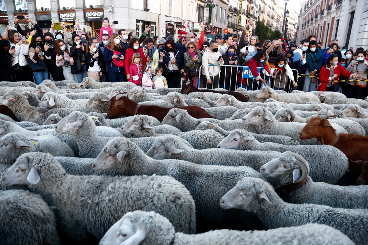 People watch a flock of sheep during a parade in the streets of Madrid on Sunday, October 24. <a href="https://www.cnn.com/travel/article/spain-madrid-sheep-herding-migration-road-scli-intl/index.html" target="_blank">The annual event,</a> which started in 1994, allows shepherds to exercise their right to use traditional routes to herd their livestock from northern Spain to more southerly pastures for winter grazing.