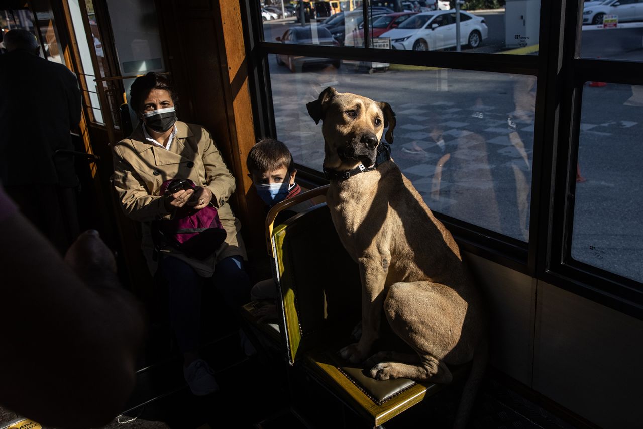 A stray dog named Boji rides a tram in Istanbul on Thursday, October 21. <a href="https://www.cnn.com/interactive/2021/10/travel/dog-istanbul-boji-cnnphotos/" target="_blank">Boji has become something of a celebrity</a> in the Turkish city, where he also travels around on ferries, buses and subway cars.
