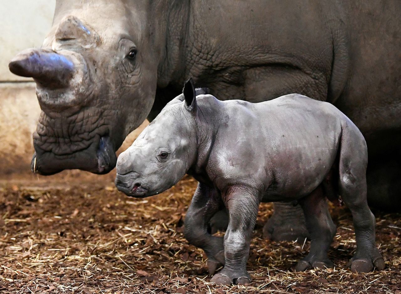 A newborn white rhinoceros is seen at the Royal Burgers' Zoo in Arnhem, Netherlands, on Thursday, October 28.