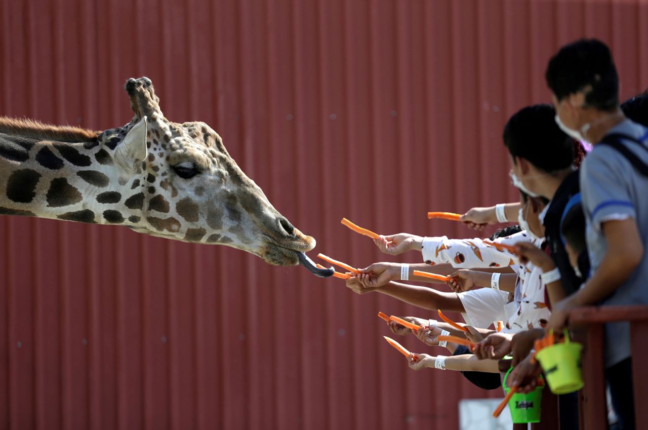 People give carrots to a giraffe at the Xenpal Zoo in Garcia, Mexico, on Thursday, October 21.
