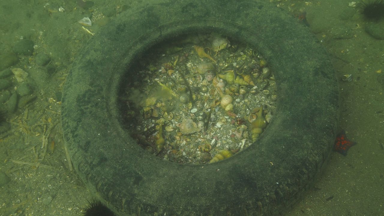 The tire found in Mutsu Bay contained several gastropod shells.
