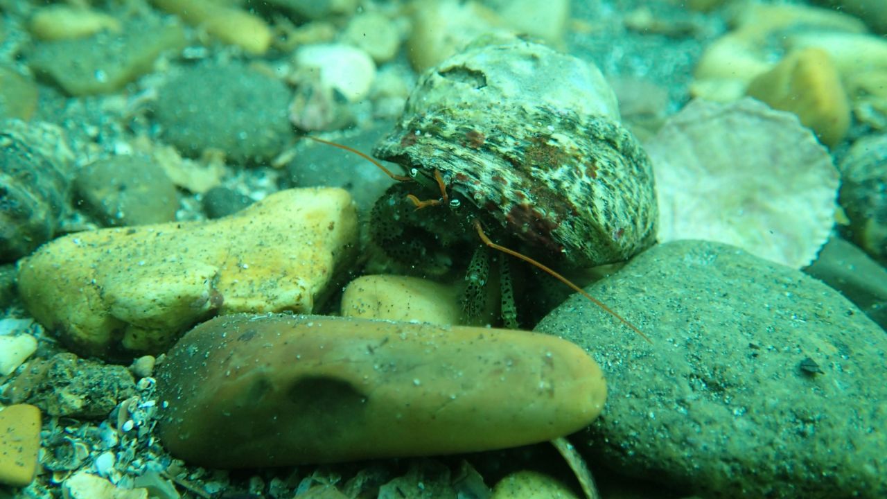 Hermit crabs play an important role in the food chain and as scavengers.