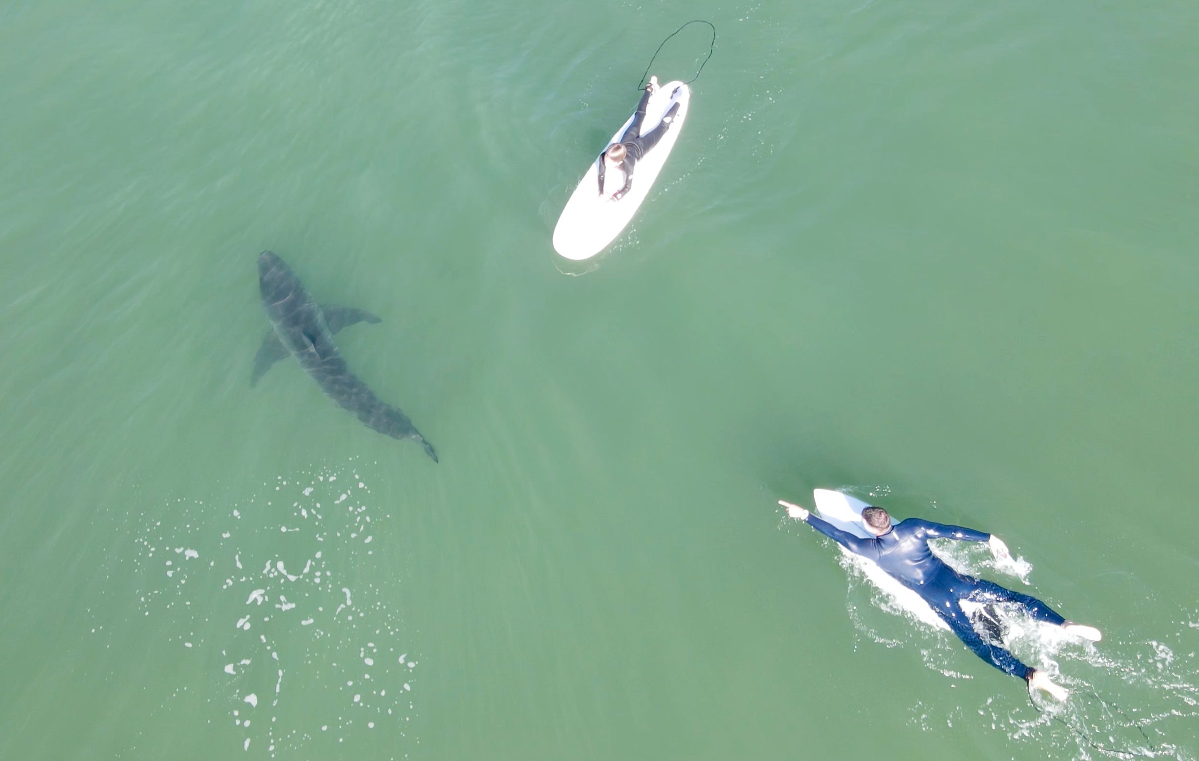 Great White Shark Caught Off the Jersey Shore – NBC10 Philadelphia