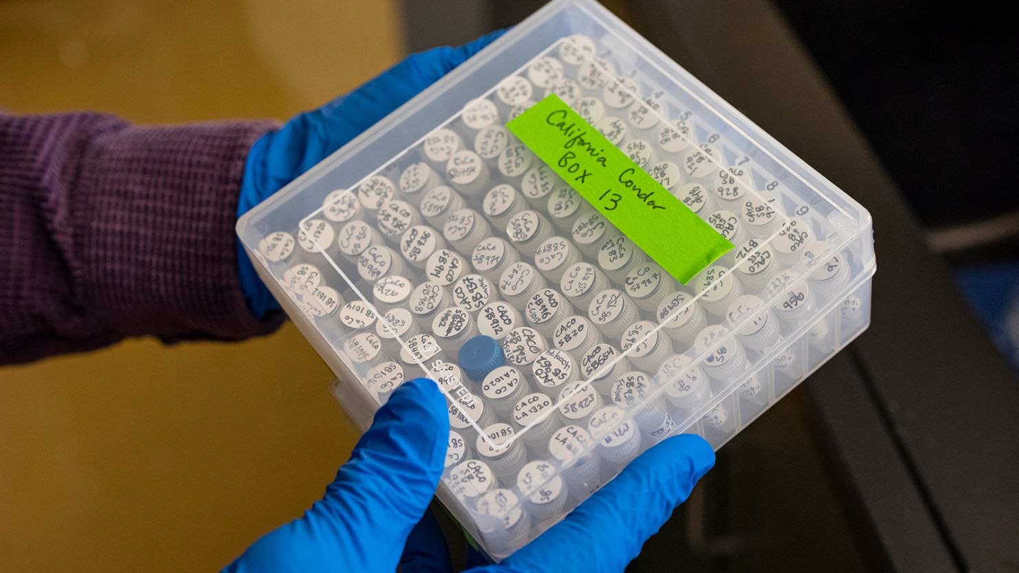 A researcher with the San Diego Zoo Wildlife Alliance holds California condor lab specimens.