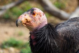 A file photo shows a California condor at the San Diego Zoo Safari Park .