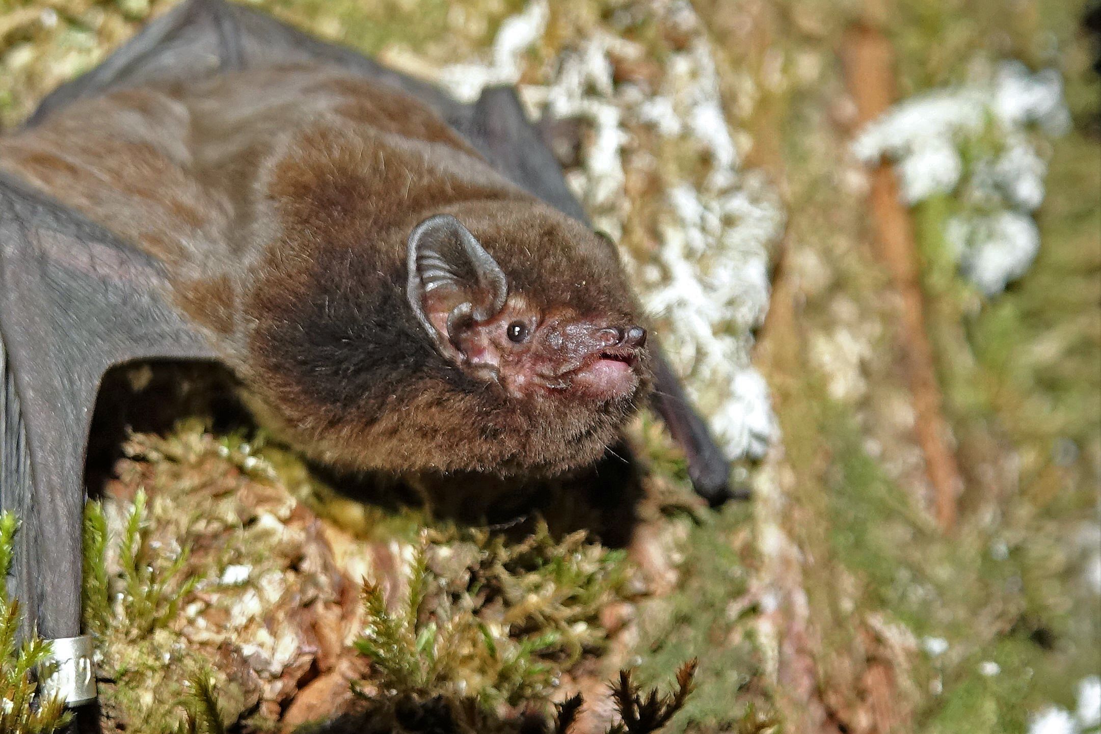 Bat scoops New Zealand's Bird of the Year award | CNN