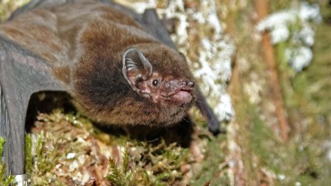 Long-tailed bat, or pekapeka-tou-roa.