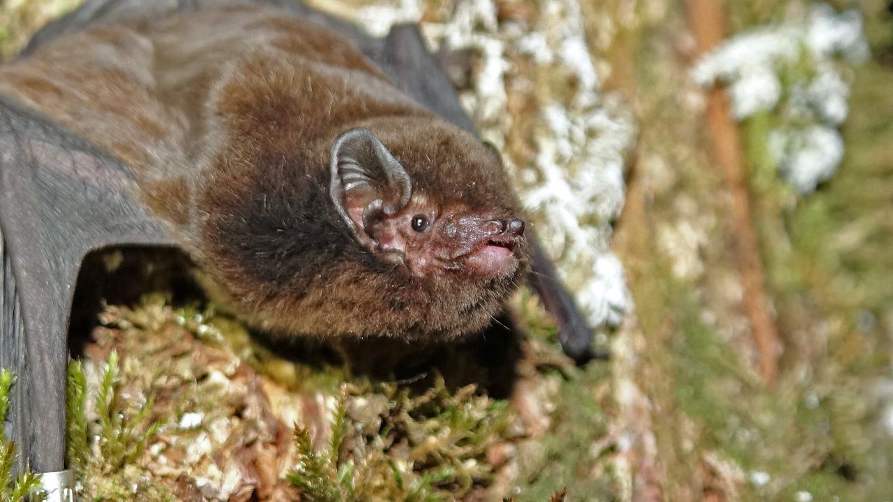 A long-tailed bat, or pekapeka-tou-roa