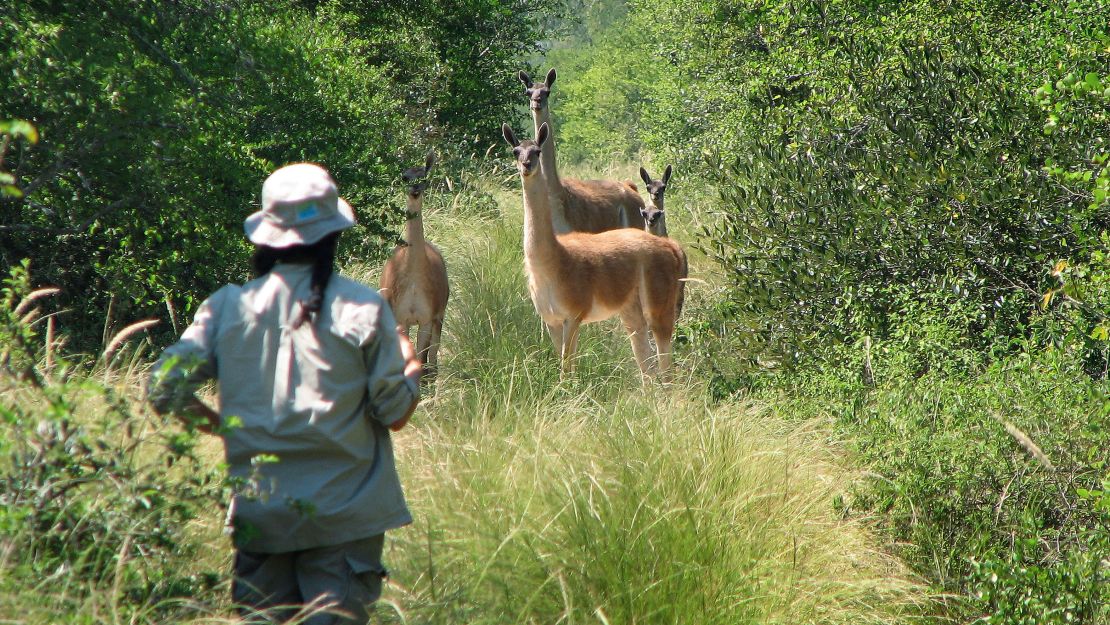 Erika Cuéllar has worked tirelessly to restore and preserve the Gran Chaco region of Bolivia, as well as its wildlife, like the guanaco (pictured).