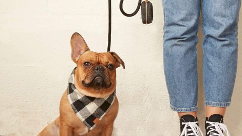 The Foggy Dog Checkered Dog Bandanna, Leash & Bag Set