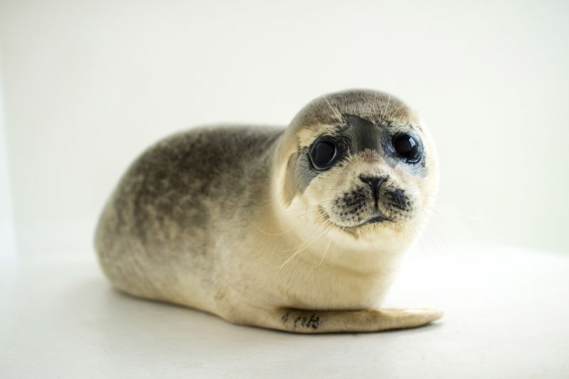 Baby Seals Change Their Voices To Be Understood, Study Finds | CNN