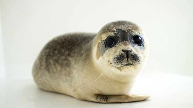 Seal Old Sex Videos - Baby seals change their voices to be understood, study finds | CNN