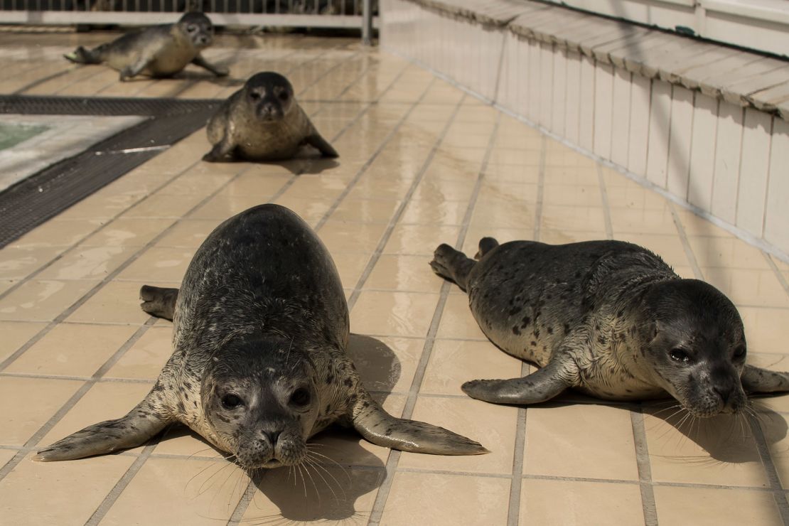 The harbor seal pups in the study were from a seal rehabilitation center that releases its animals back into the wild.