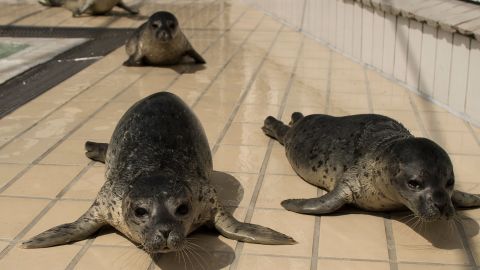 The harbor seal pups in the study were from a seal rehabilitation center that releases its animals back into the wild.