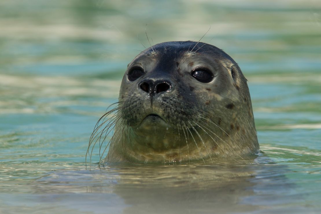 Adult harbor seals can weigh up to 285 pounds (over 129 kilograms) and grow up to 6 feet (1.8 meters) long. 