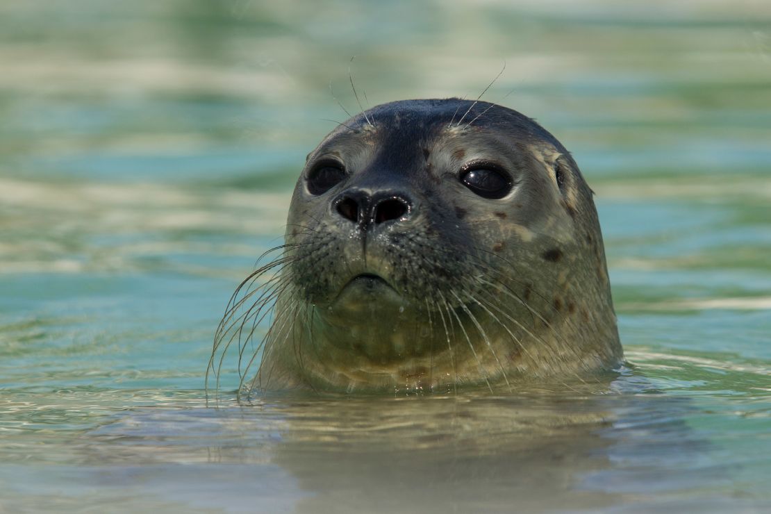 Adult harbor seals can weigh up to 285 pounds (over 129 kilograms) and grow up to 6 feet (1.8 meters) long.