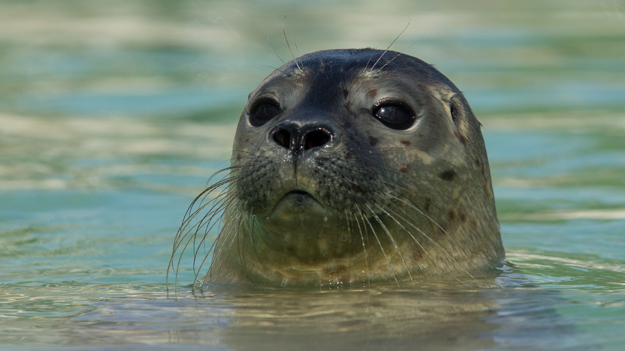 Baby seals share a rare vocal ability with humans, study finds CNN