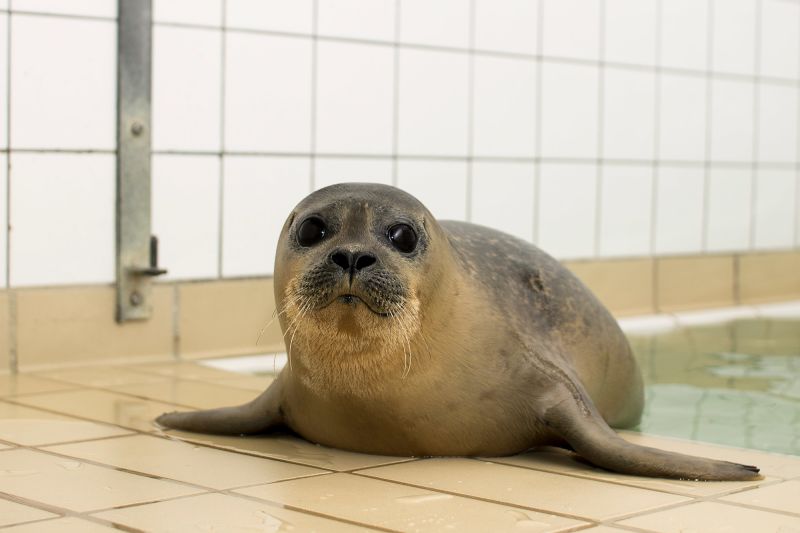 Baby seals change their voices to be understood, study finds | CNN