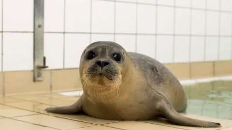 Harbor seals have a lifespan of about 25 to 30 years. 