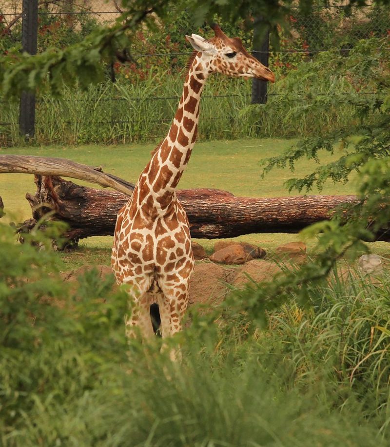 Three giraffes died at the Dallas Zoo in less than a month. Experts are ...