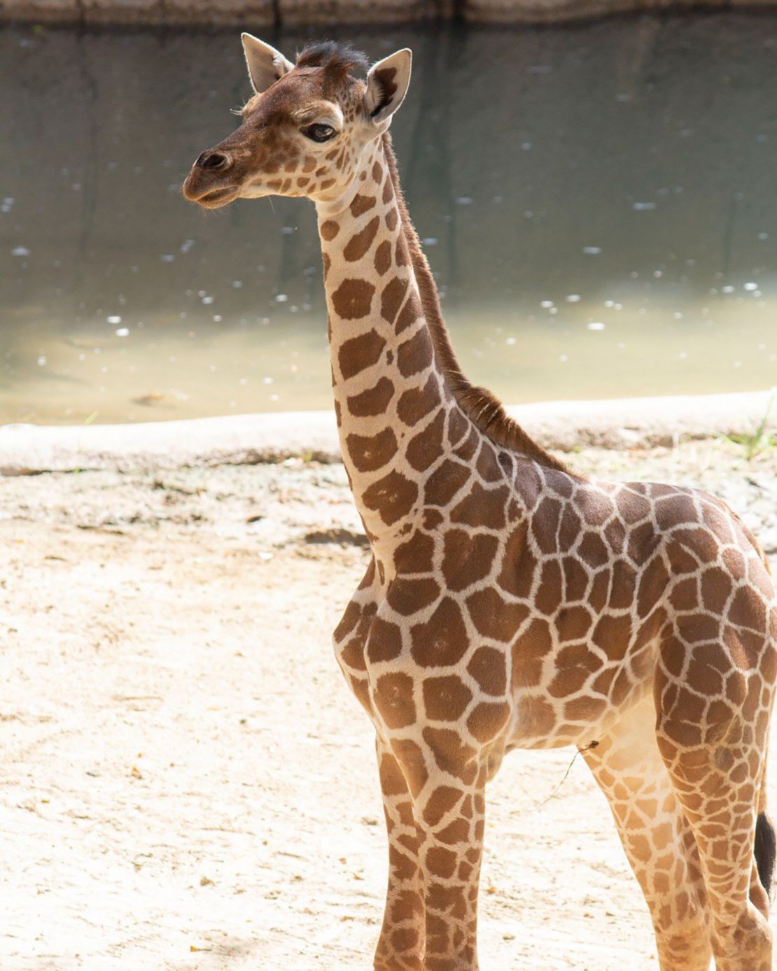 Three-month-old giraffe calf Marekani died October 3.