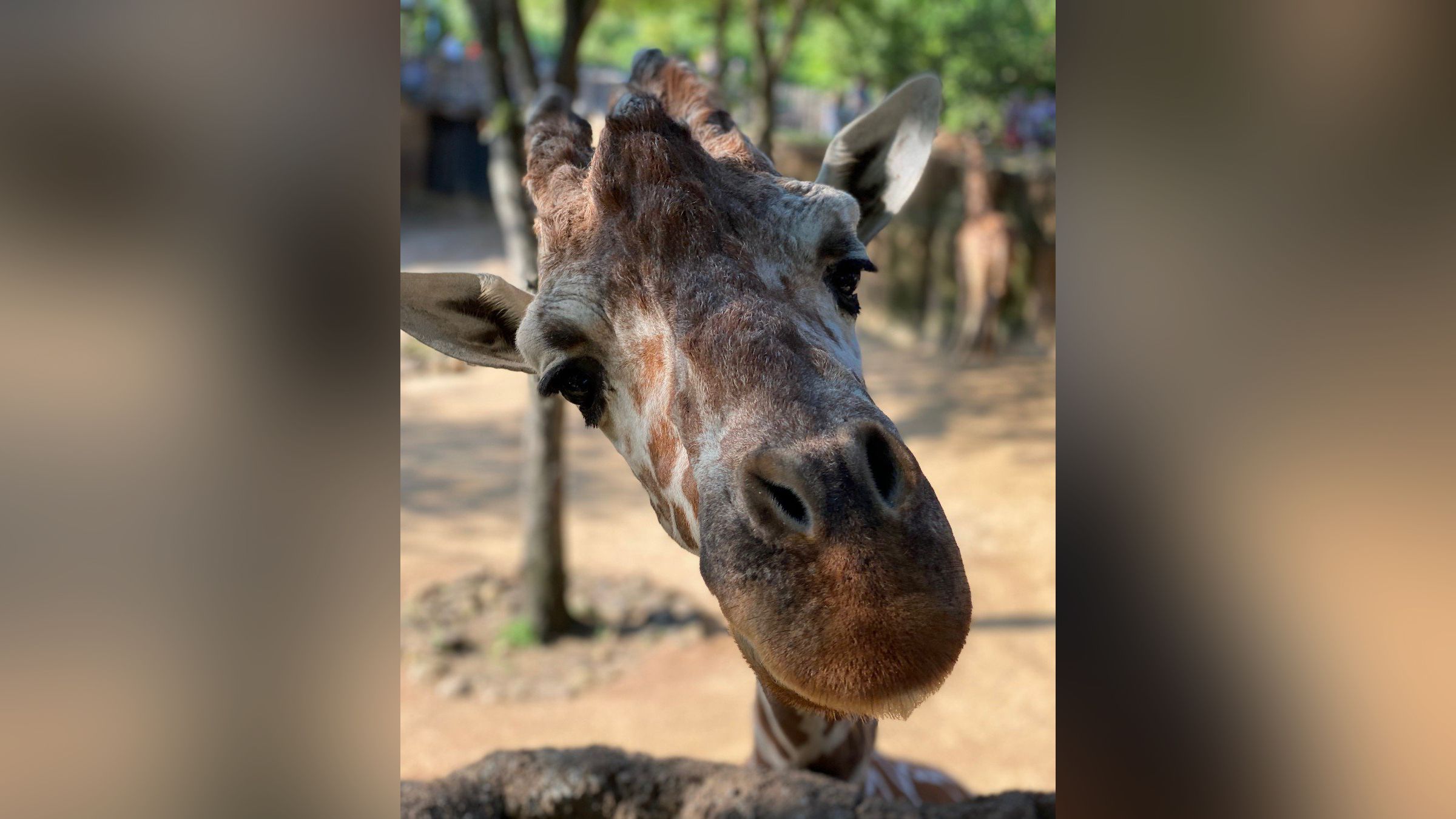 Three giraffes died at the Dallas Zoo in less than a month. Experts are  looking into whether two of the deaths are connected | CNN