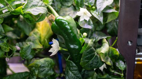 This is the first time chile peppers have been grown aboard the International Space Station.