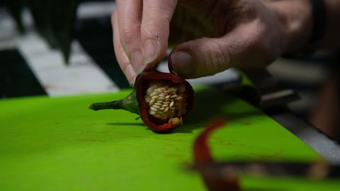 An astronaut cuts slices of red chile pepper during a taste test.