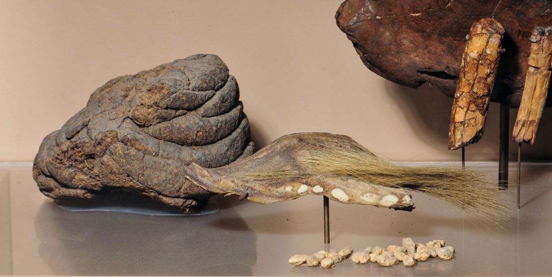 Skin and dung from Mylodon are on display at the American Museum of Natural History.