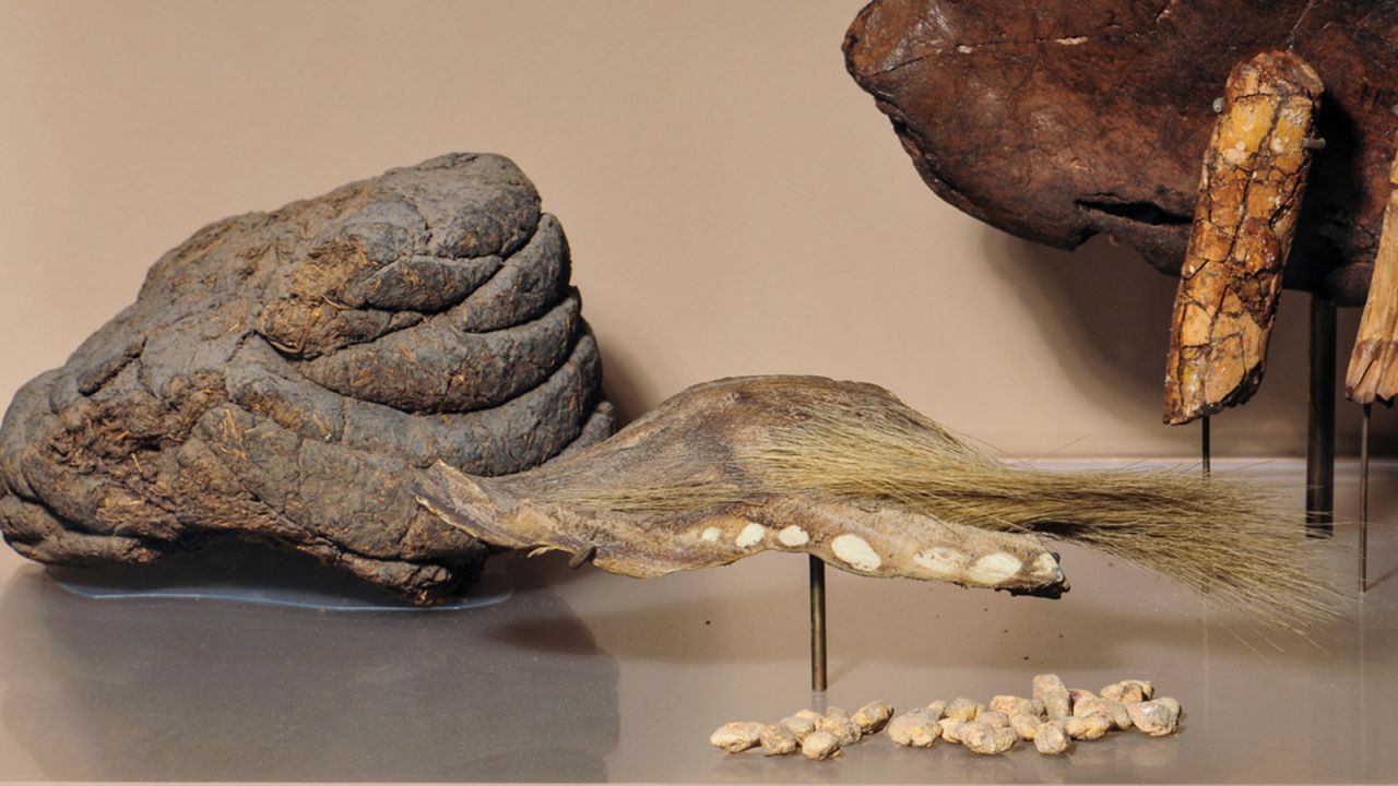 Skin and dung from Mylodon are on display at the American Museum of Natural History.