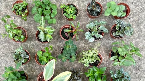 GlasshouseGrace Peperomia Potted Assortment
