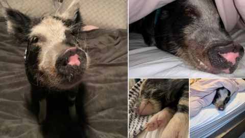 "Hi, I'm Norbert. I'm almost 2 years old. I'm a pot-bellied pig, but I think I'm a person, so I sleep on the bed with the other humans. I have my own Instagram, too!"
