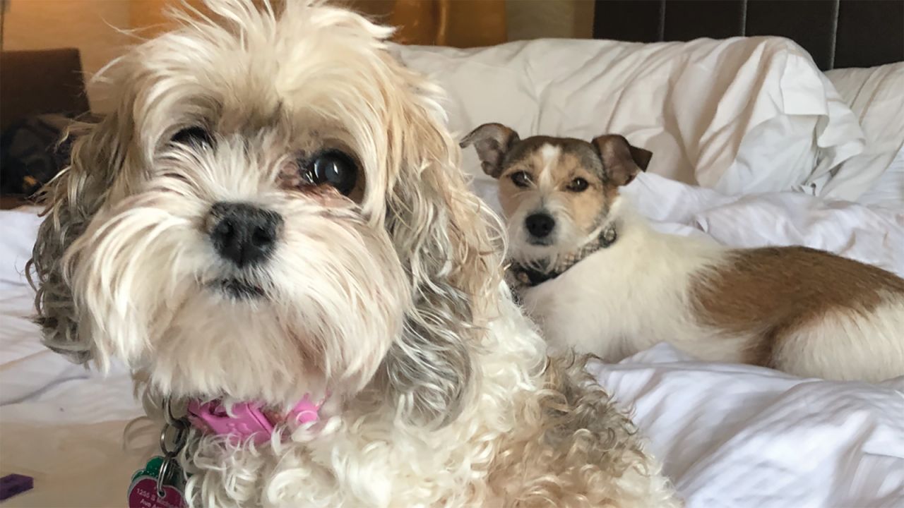 "Make sure all the pets in your house are up to date on flea, tick and internal parasite prevention, especially if you're going to have them in your bed," Varble advised. <br /><br />Molly (left), a 15-year-old cockapoo mix, likes to sleep in her human's armpit, while Evie (right) prefers the end of the bed and hates to be woken up early.