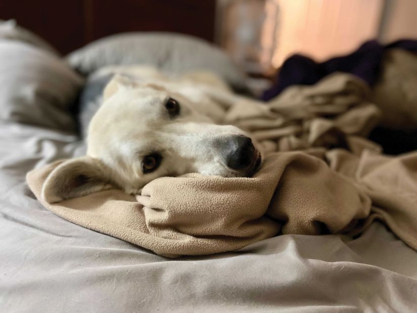 Dogs and cats who share their human's bed tend to have a "higher trust level and a tighter bond with the humans that are in their lives. It's a big display of trust on their part," Varble said. <br /><br />Banshee, a 6-year-old Husky mix, is a rescue who survived heartworms.