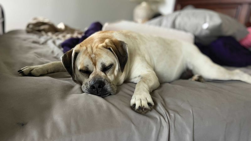 How to get a dog to sleep in its own clearance bed