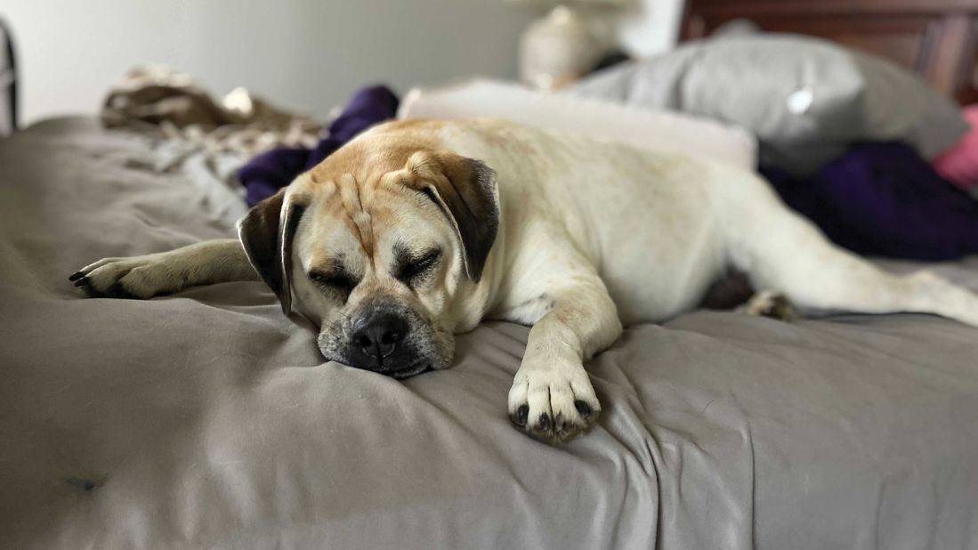 Sleeping Dogsxxx - Why do sleeping dogs look like they're running? | CNN