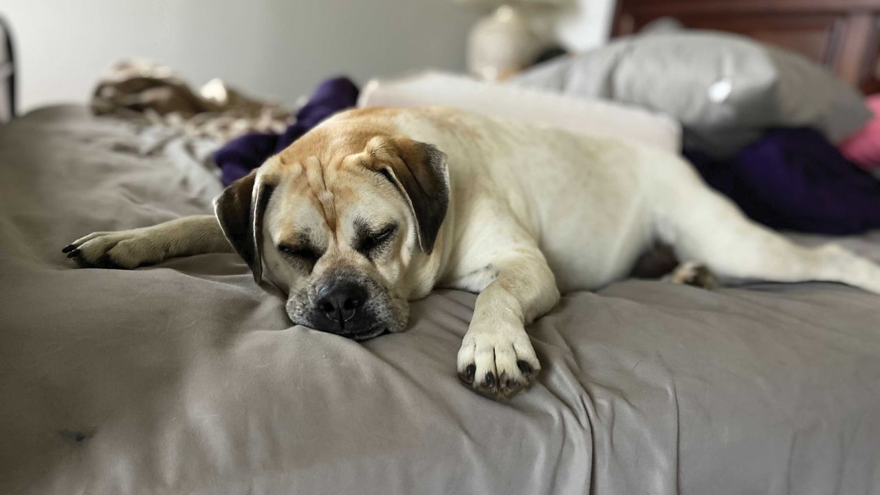A dog who sleeps at the end of the bed with their face toward the door might have a more protective personality, Varble said.<br /><br />"Thank goodness that bed hog Beast is gone so I can catch up on my zzz's." -- Buttercup, a 4-year-old beagle-bulldog mix. 