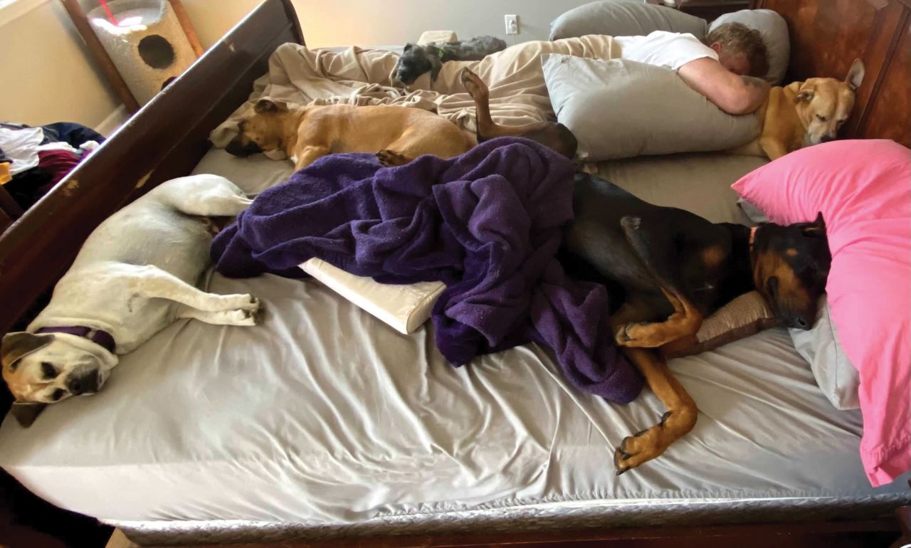 "Who says everyone can't fit in the bed? As long as I get the biggest part so I can spread out, I'm cool." -- Beast (bottom right), a 106-pound  European Doberman, with (clockwise from bottom left) his sisters Buttercup and Bear; brother Joey, laying on their human; and sister Bailey.