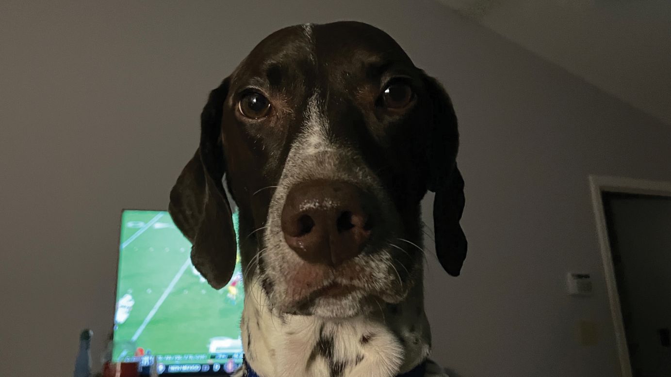 "Come on, Dad, that's enough sports for tonight. It's time for bed." -- Ellie, a 6-year-old German shorthaired pointer, who likes to sleep under the covers next to her humans.