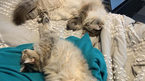 "In the animal world, animals who are bonded tend to sleep together," Varble said. <br /><br />Lynx (top) and Luna (bottom) are 2-year-old Siberian Forest cats.