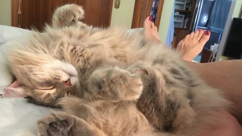"Dogs and cats who are more closely bonded with their humans get additional health benefits," Varble said, including increases in oxytocin and dopamine, the feel-good hormones.<br /><br />"What? I don't snore!" -- Luna, a 2-year-old Siberian Forest cat. <br />