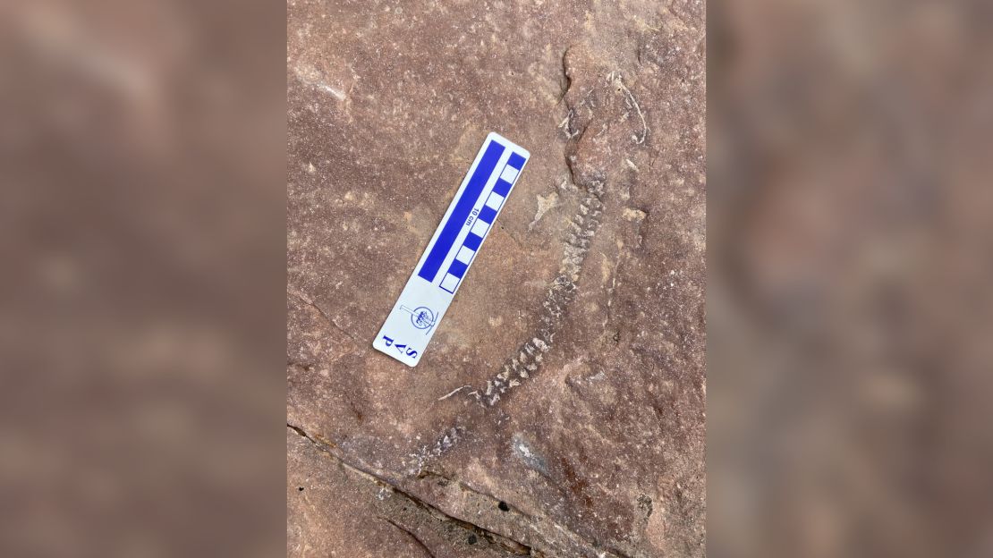The fossil discovery at Canyonlands National Park was a rare intact skeleton. 