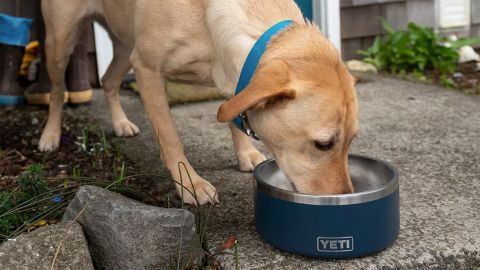 Yeti Boomer 8 Dog Bowl