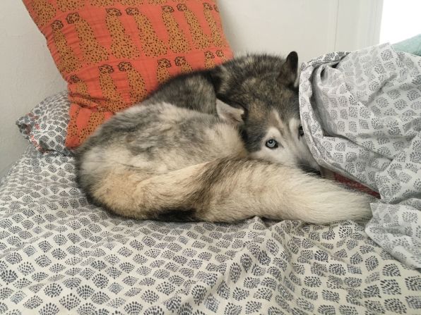 Siberian huskies, which are more closely related to wolves than many other breeds, may not have these extra muscles, experts say. (We beg to differ when it comes to this 10-year-old Siberian husky, Delilah.)