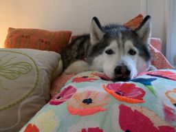 "My human calls me the Queen of Comfy because I head to her bed every time we finish a walk." -- Delilah, a 10-year-old Siberian husky.