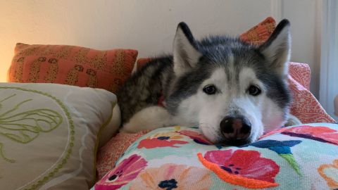 "My human calls me the Queen of Comfy because I head to her bed every time we finish a walk." -- Delilah, a 10-year-old Siberian husky.