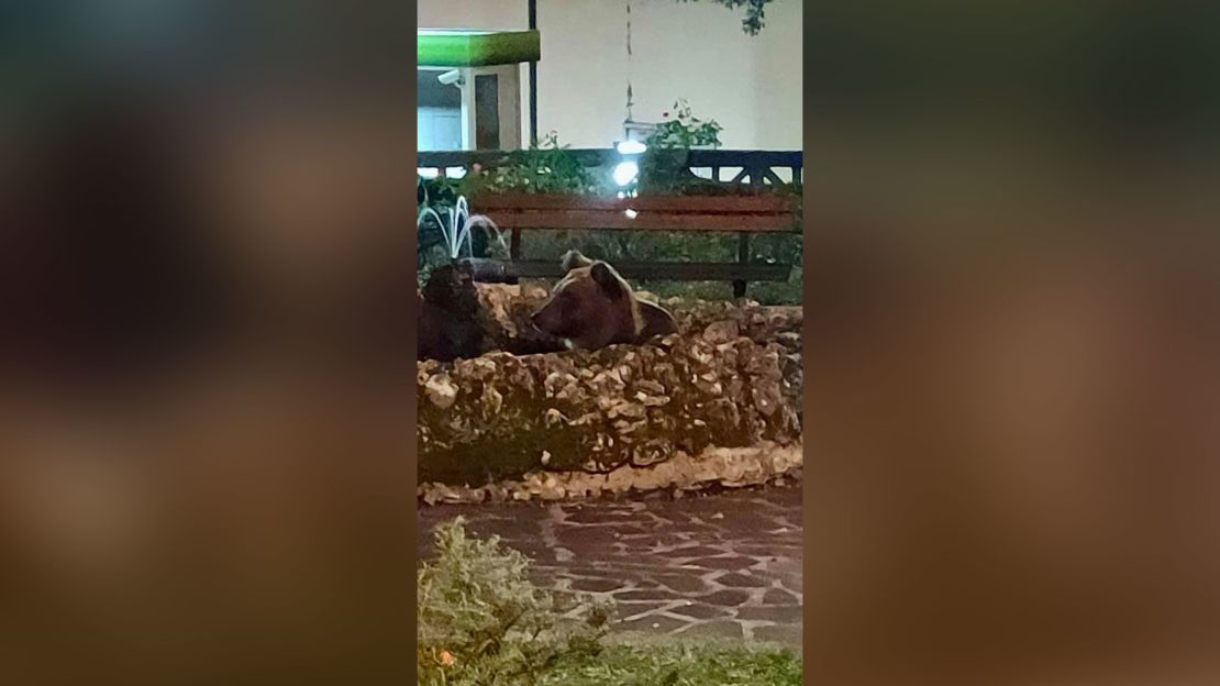 A few days before the encounter on the balcony, a Marsican bear was spotted bathing in a fountain in a nearby village.